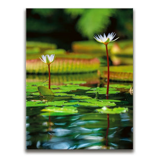 Water Lily Reflections