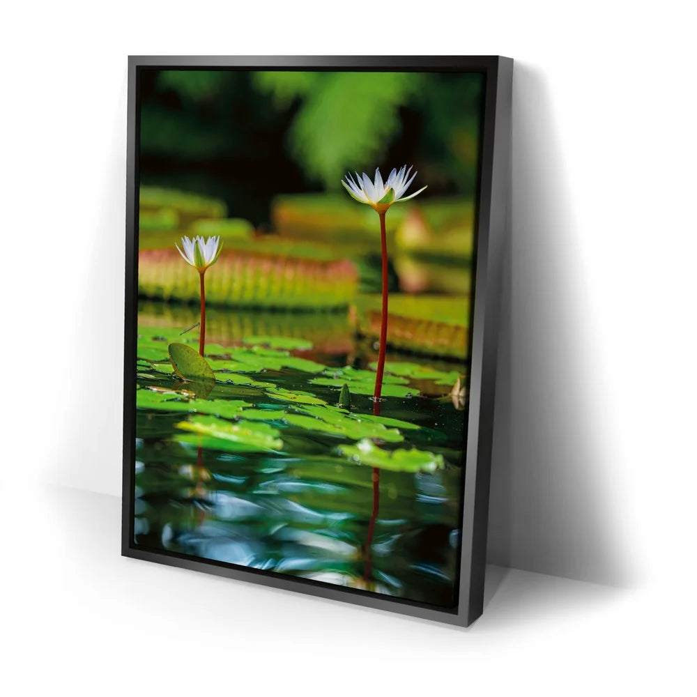 Featured image 2 for Water Lily Reflections