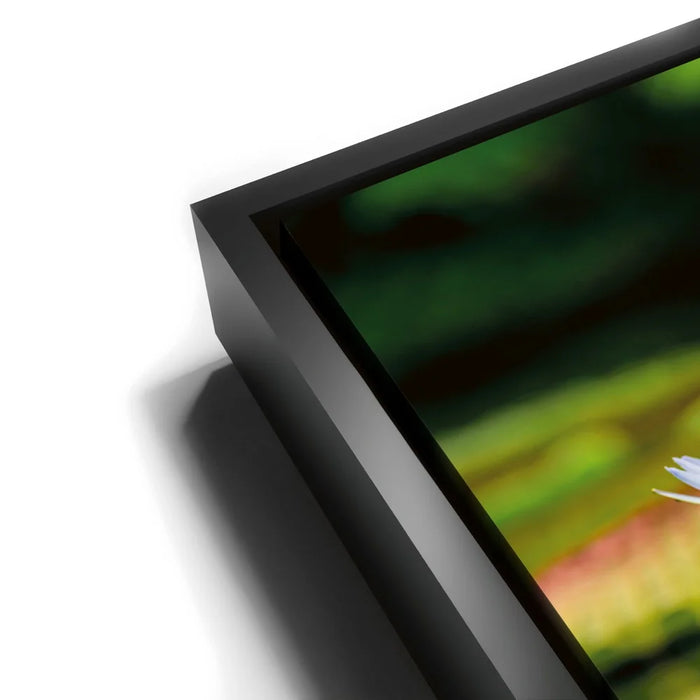 Featured image 11 for Water Lily Reflections