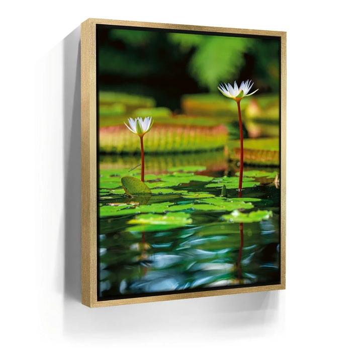 Featured image 7 for Water Lily Reflections