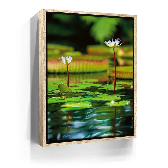 Featured image 9 for Water Lily Reflections