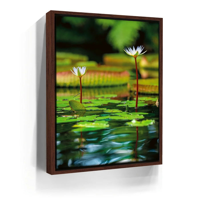 Featured image 10 for Water Lily Reflections