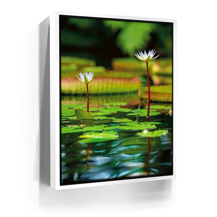 Featured image 6 for Water Lily Reflections