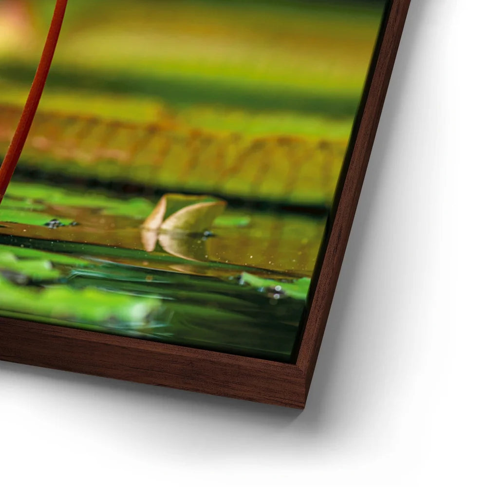 Featured image 14 for Water Lily Serenity
