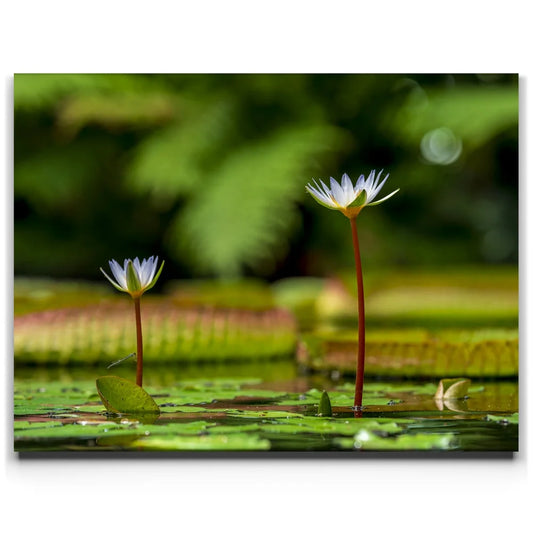 Water Lily Serenity