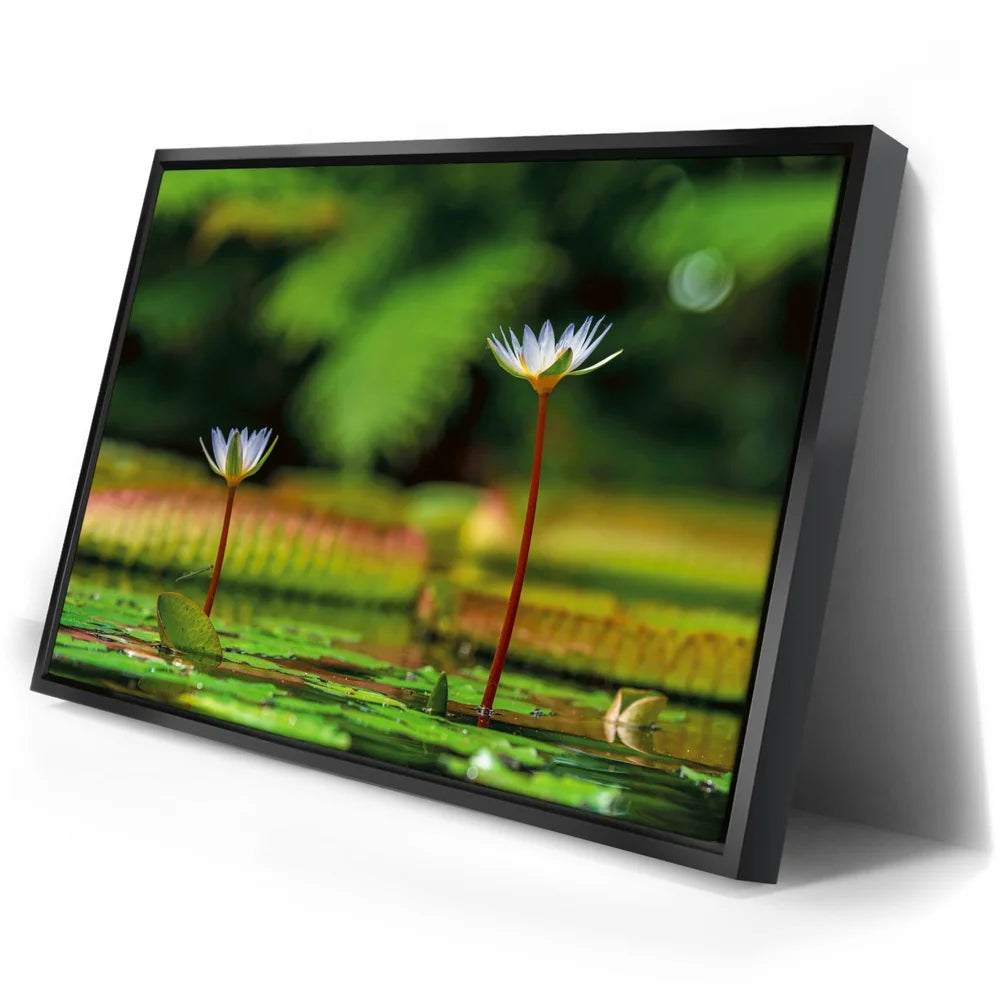 Featured image 2 for Water Lily Serenity