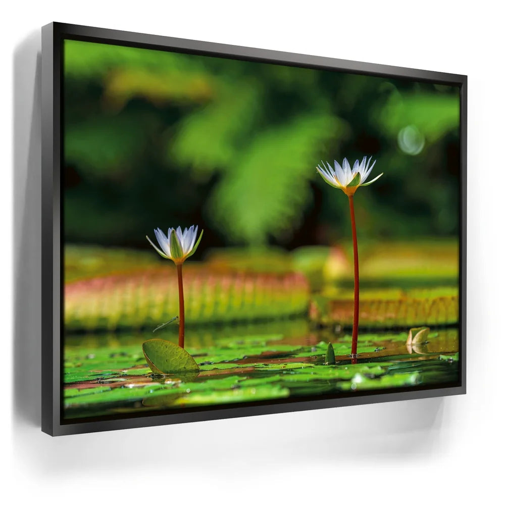 Featured image 5 for Water Lily Serenity