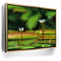 Featured image 7 for Water Lily Serenity