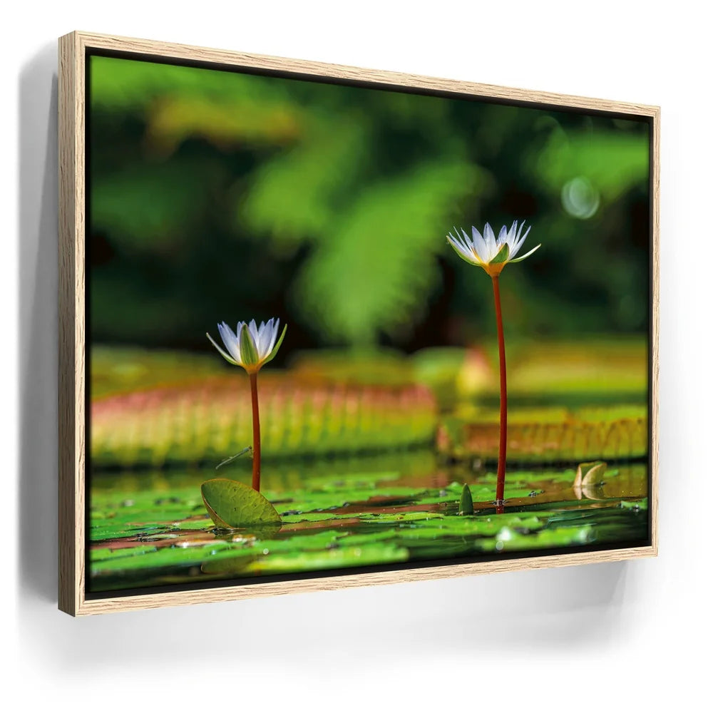 Featured image 9 for Water Lily Serenity
