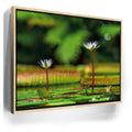 Featured image 9 for Water Lily Serenity