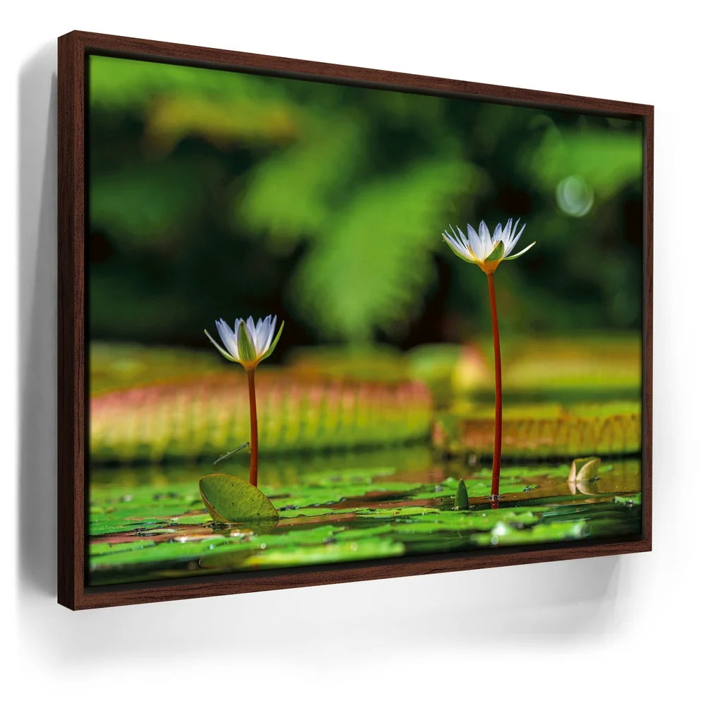 Featured image 10 for Water Lily Serenity