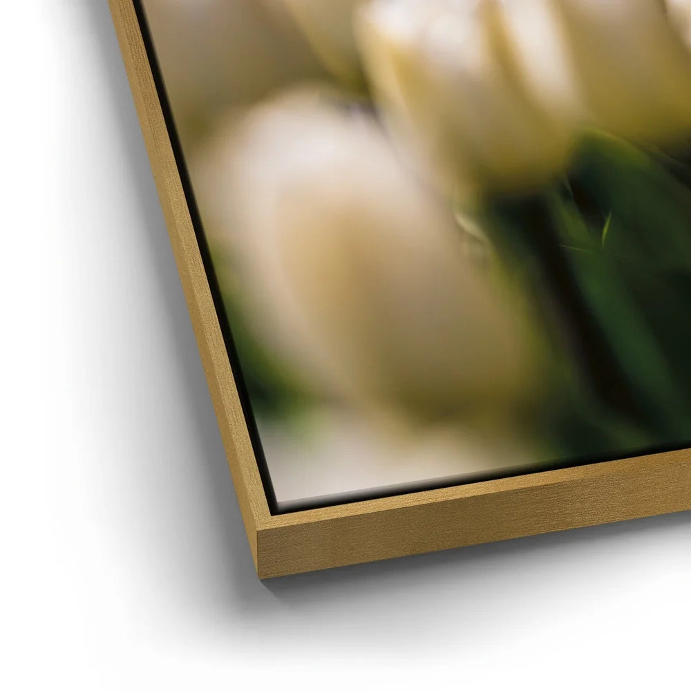 Featured image 12 for White Tulip Dream