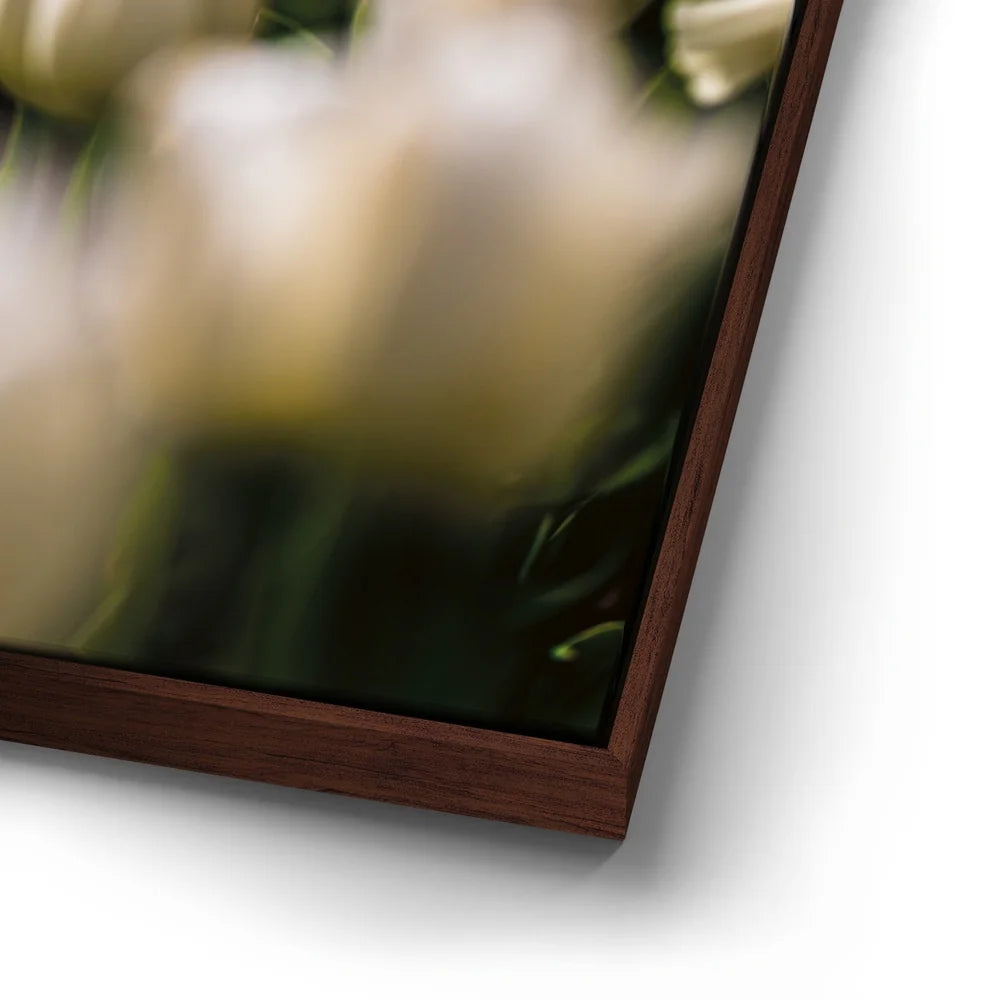 Featured image 14 for White Tulip Dream