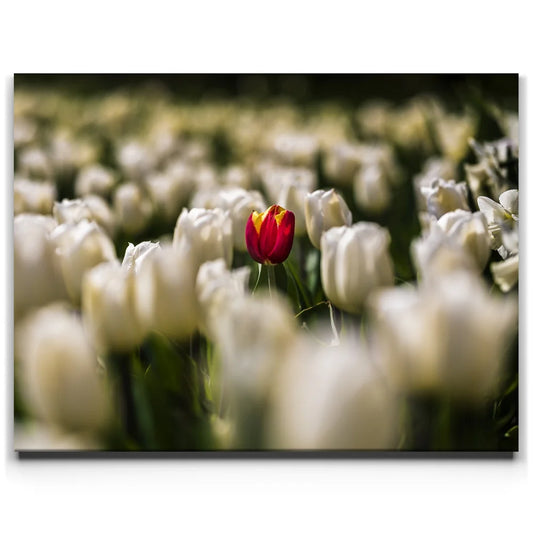 White Tulip Dream