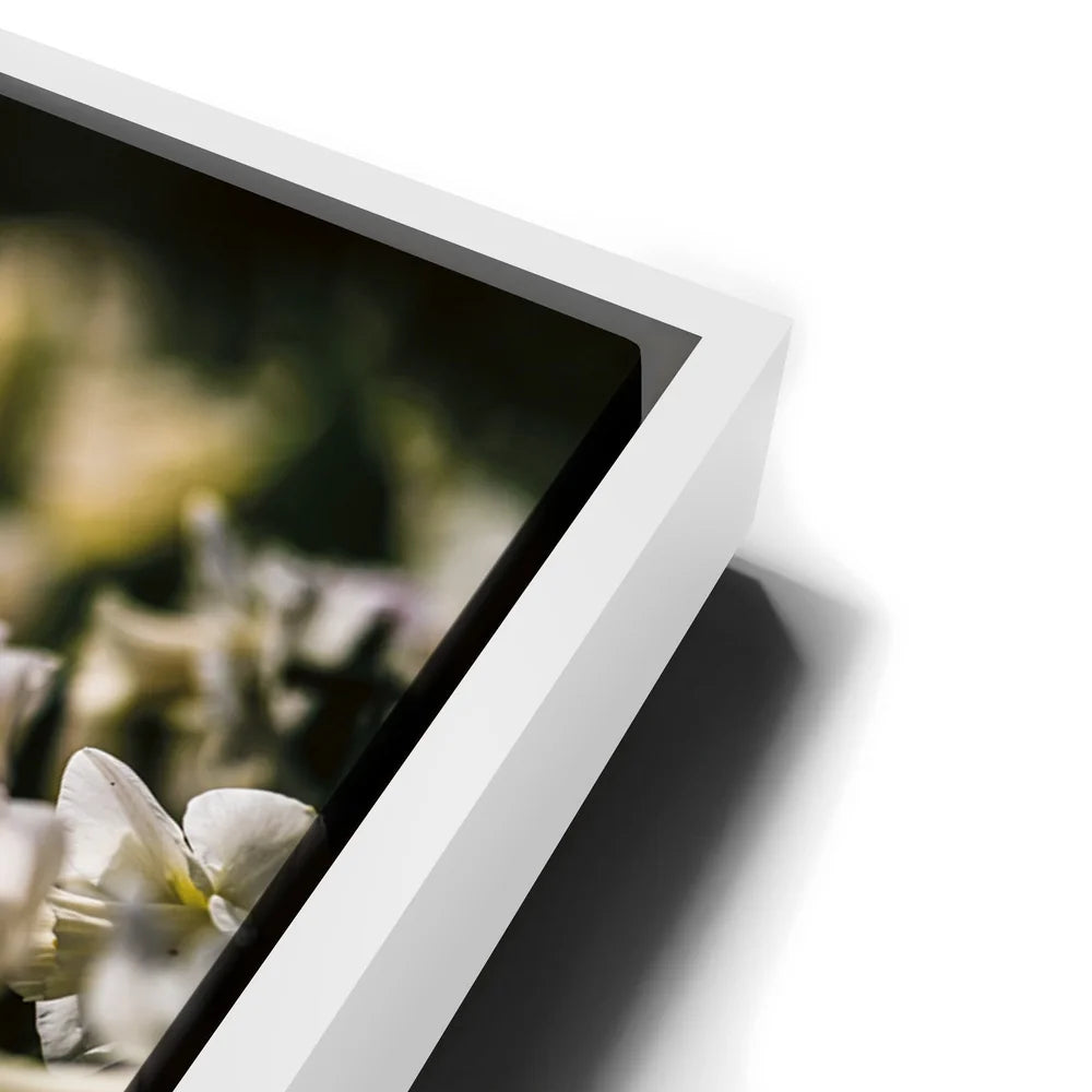 Featured image 13 for White Tulip Dream