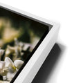 Thumbnail image 13 for White Tulip Dream