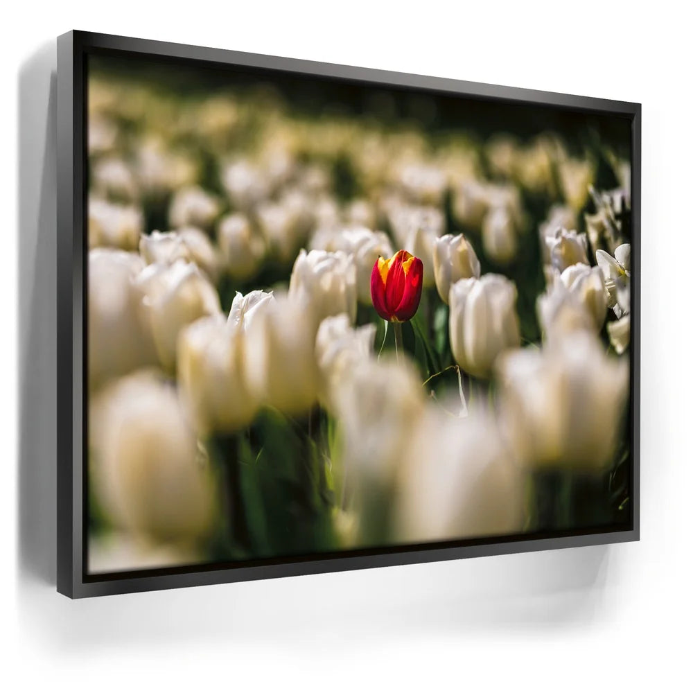 Featured image 5 for White Tulip Dream