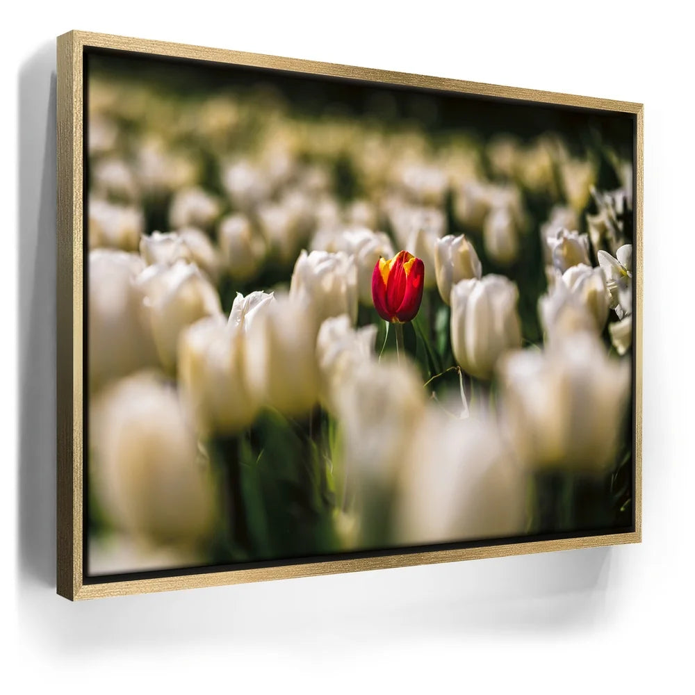 Featured image 7 for White Tulip Dream