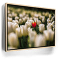 Featured image 9 for White Tulip Dream