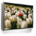 Featured image 8 for White Tulip Dream