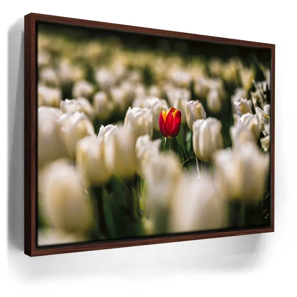 Featured image 10 for White Tulip Dream