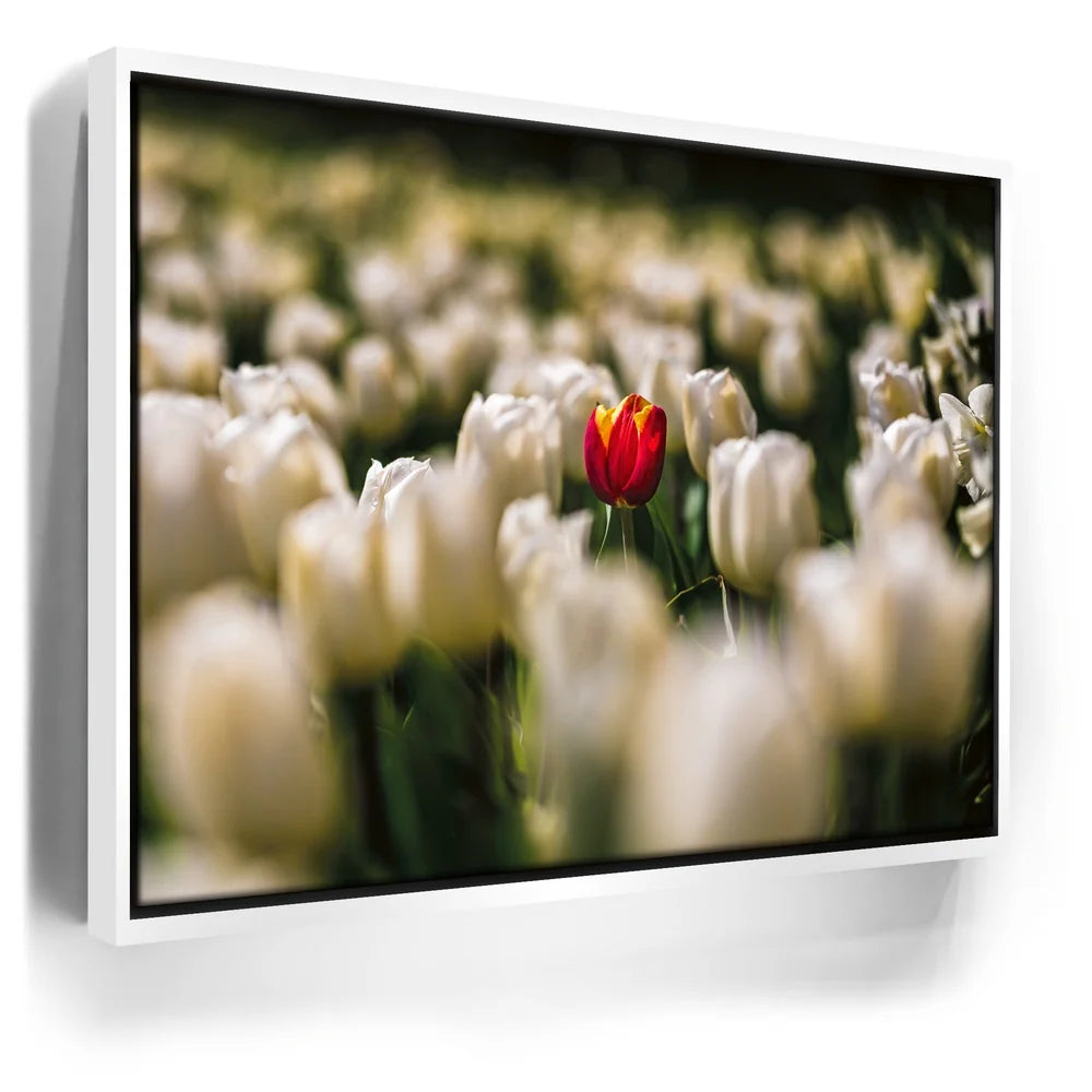 Featured image 6 for White Tulip Dream