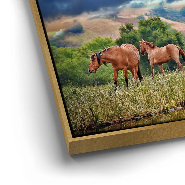Featured image 13 for Wild Horses in high pasture