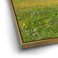 Thumbnail image 13 for Wildflowers of Sella Pass