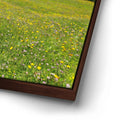 Thumbnail image 15 for Wildflowers of Sella Pass