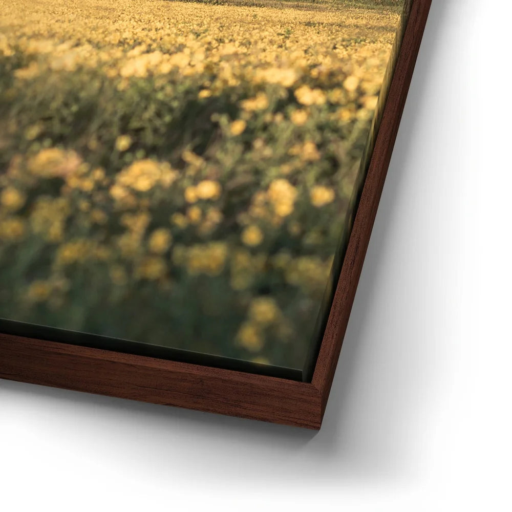 Featured image 14 for Yellow Flowers Field, Maui