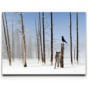 Yellowstone Winter Watch