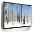 Featured image 5 for Yellowstone Winter Watch