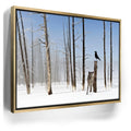 Featured image 7 for Yellowstone Winter Watch