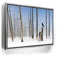 Featured image 8 for Yellowstone Winter Watch