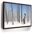 Featured image 10 for Yellowstone Winter Watch