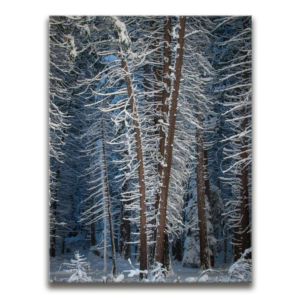 Featured image 1 for Yosemite Snowfall
