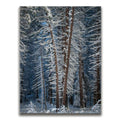 Featured image 1 for Yosemite Snowfall