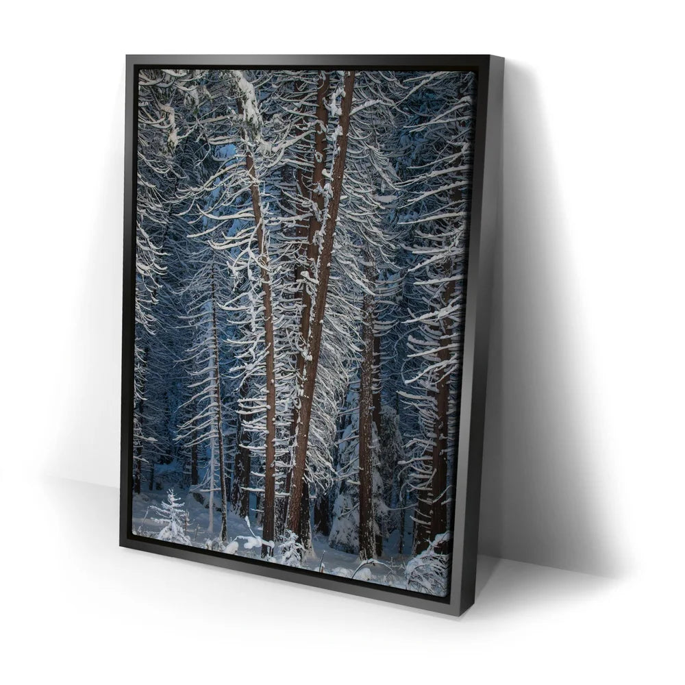 Featured image 2 for Yosemite Snowfall