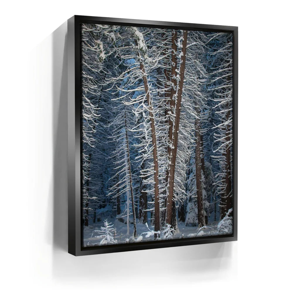Featured image 5 for Yosemite Snowfall