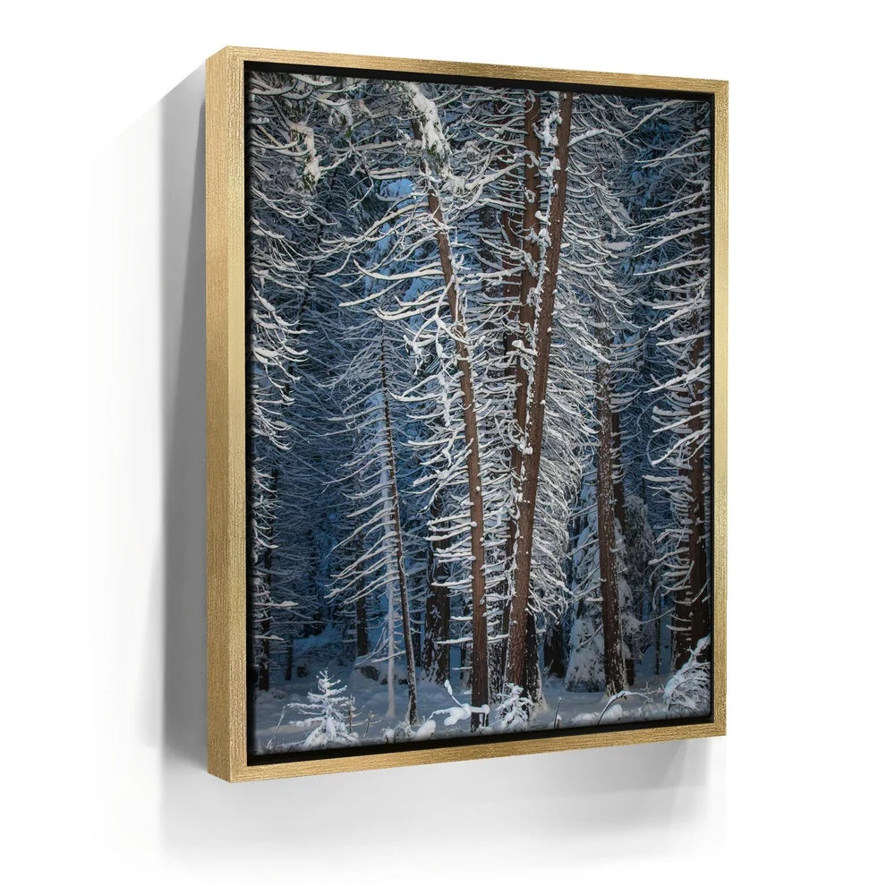 Featured image 7 for Yosemite Snowfall