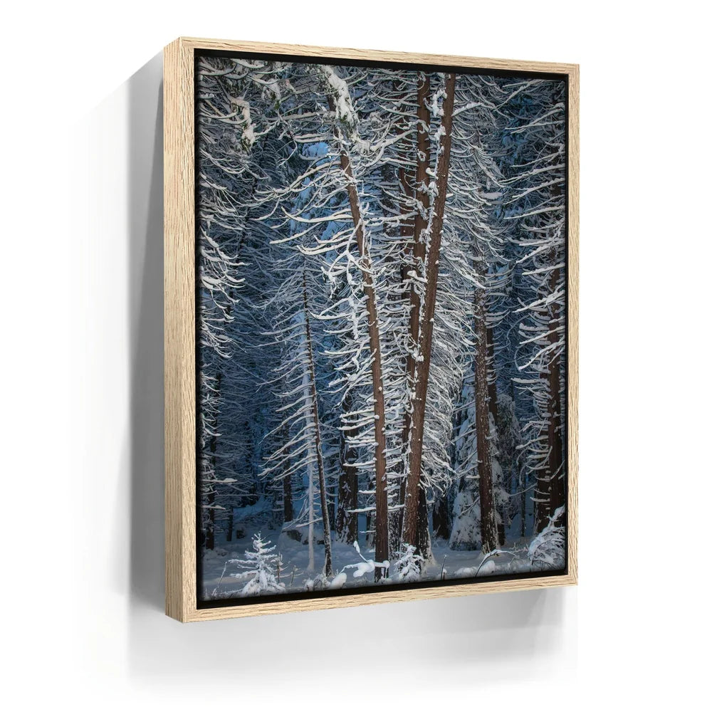 Featured image 9 for Yosemite Snowfall