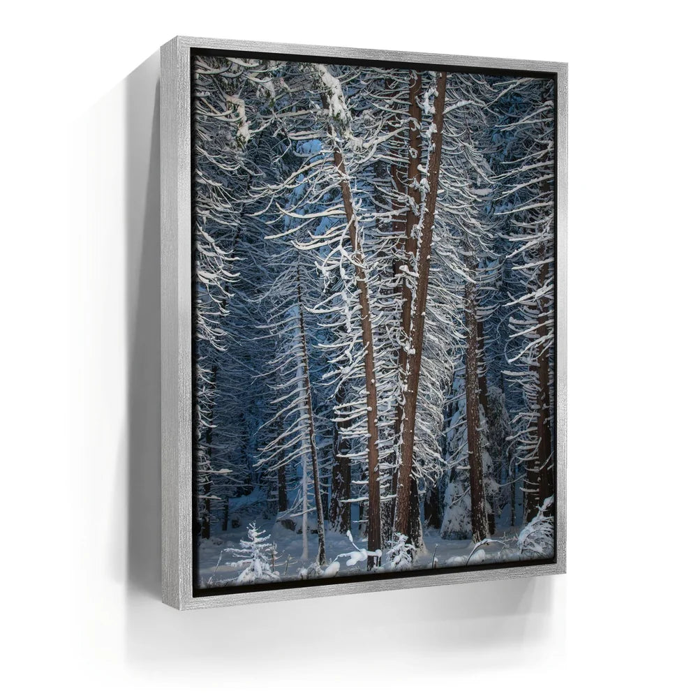 Featured image 8 for Yosemite Snowfall
