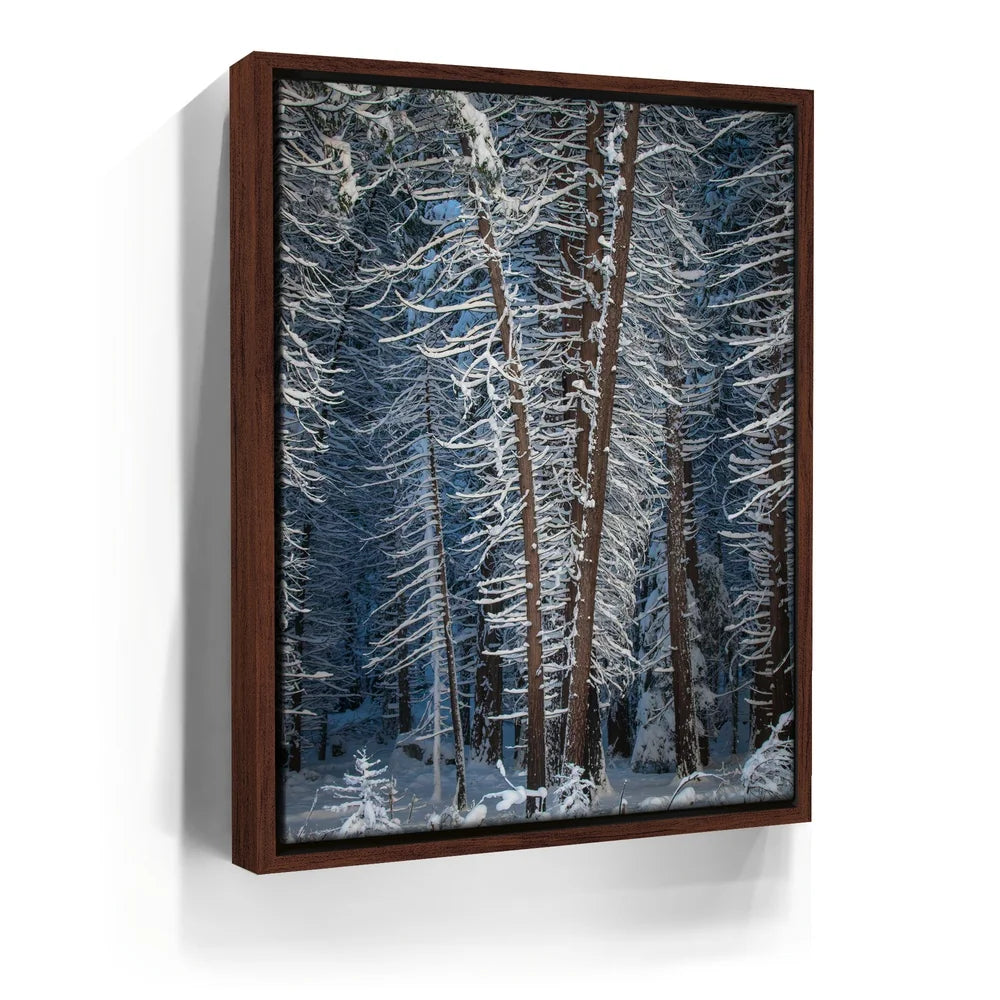 Featured image 10 for Yosemite Snowfall