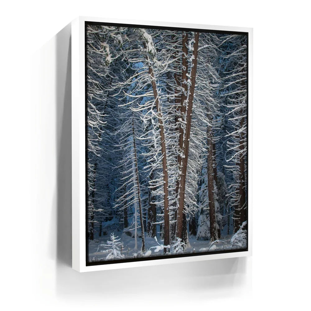 Featured image 6 for Yosemite Snowfall