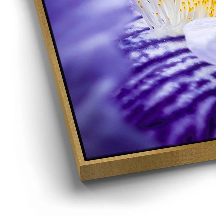 Featured image 12 for Zebra