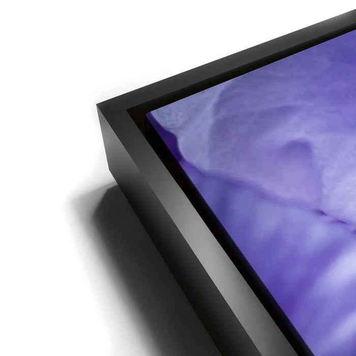 Featured image 11 for Zebra