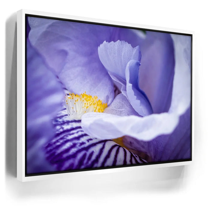 Featured image 6 for Zebra