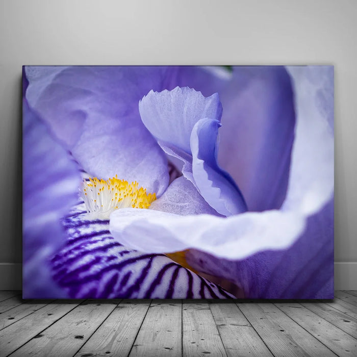 Featured image 1 for Zebra